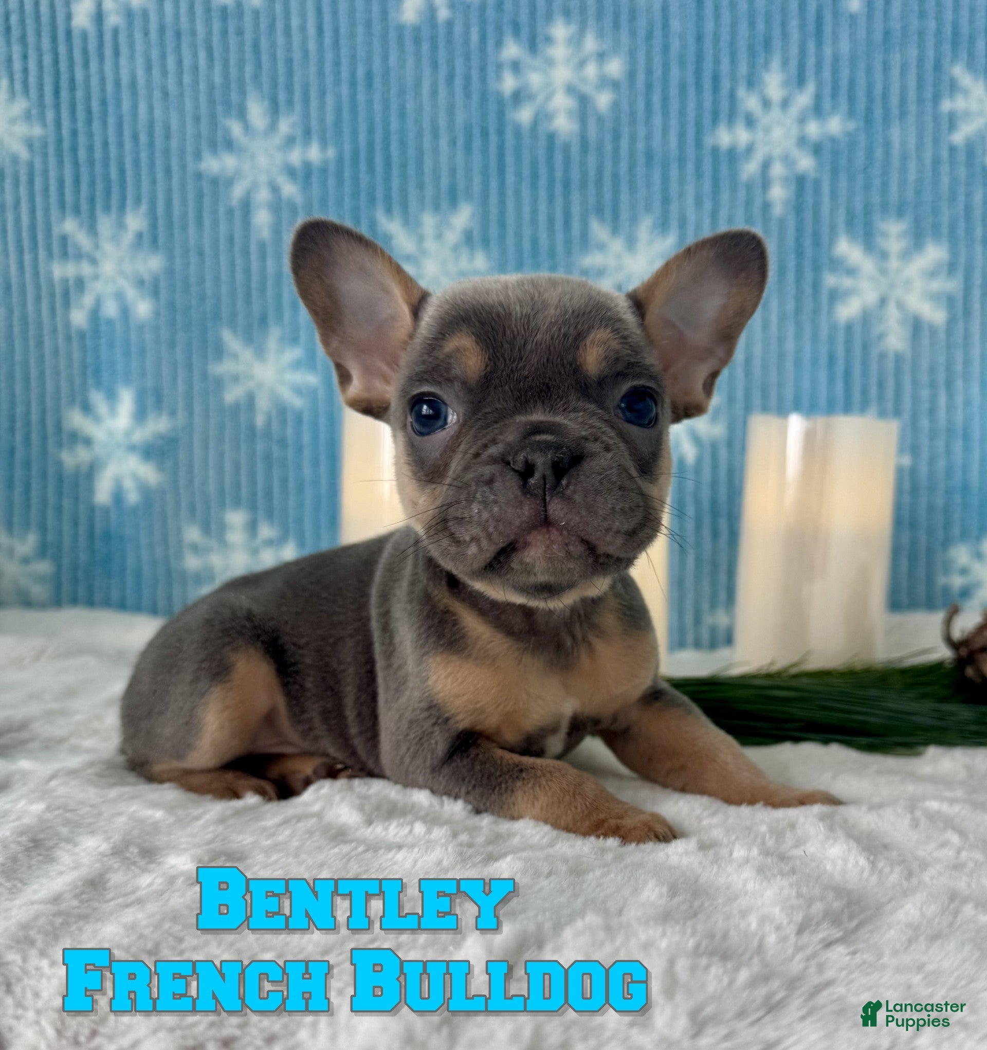 French Bulldog dogs Bentley - Ad 27