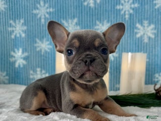 French Bulldog dogs Bentley - Ad 21