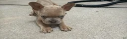 French Bulldog dogs for sale: French Bulldog Puppy 1 - Ad 8