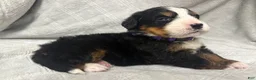 Bernese Mountain Dog dogs for sale: Aspen - Ad 4