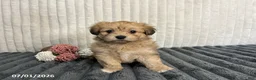 Havapoo dogs for sale: Lady - Ad 2