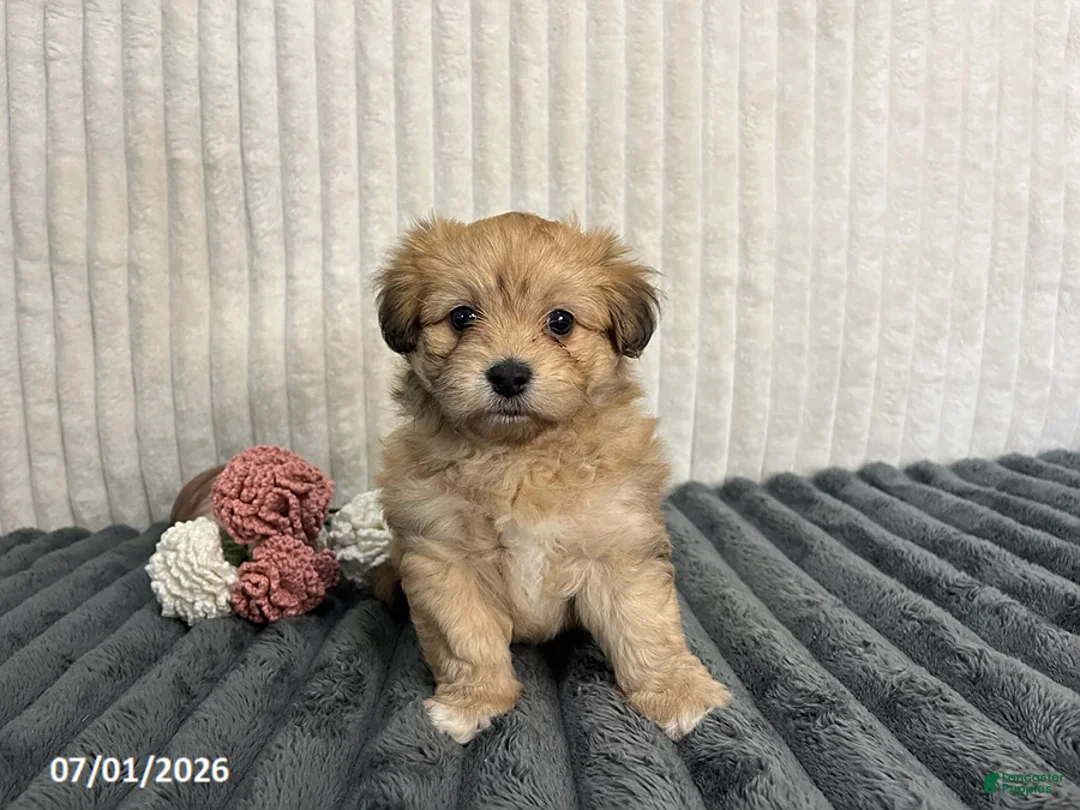 Havapoo dogs for sale: Lady - Ad 2
