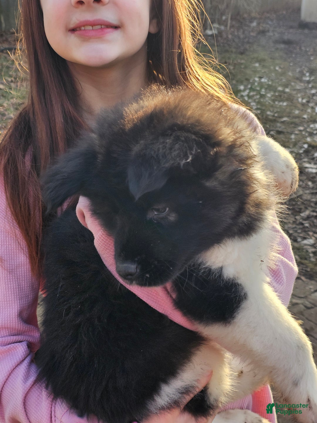Akita dogs for sale: Domino - Ad 1
