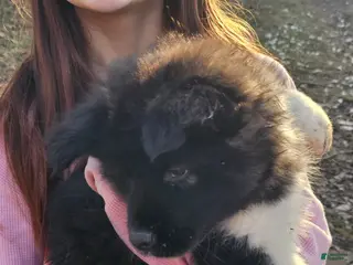 Akita dogs Domino - Ad 10