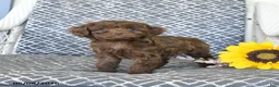 Cavapoo dogs for sale: Cocoa - Ad 2