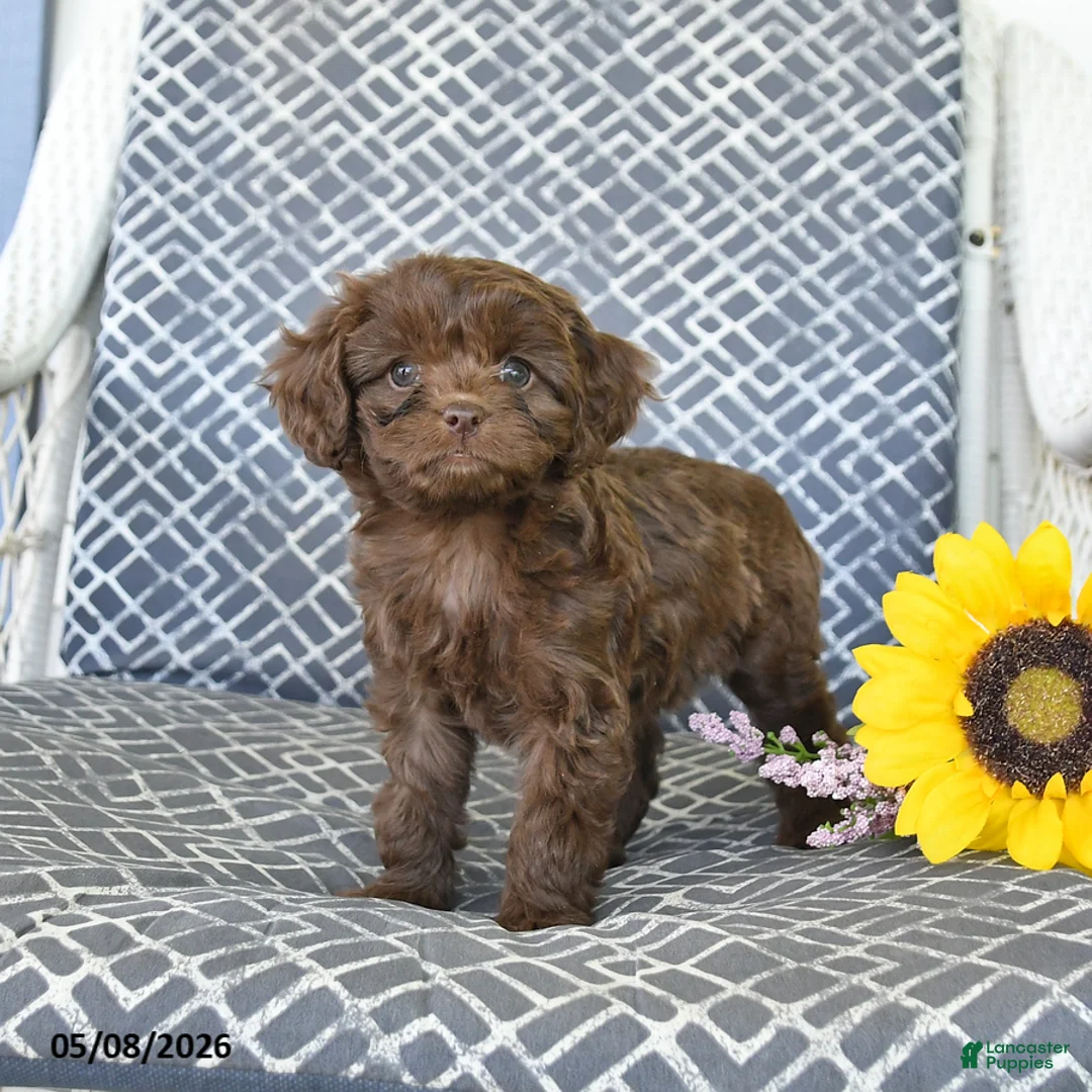 Cavapoo dogs for sale: Cocoa - Ad 2