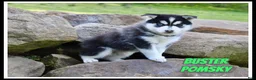 Pomsky dogs for sale: Buster - Ad 1