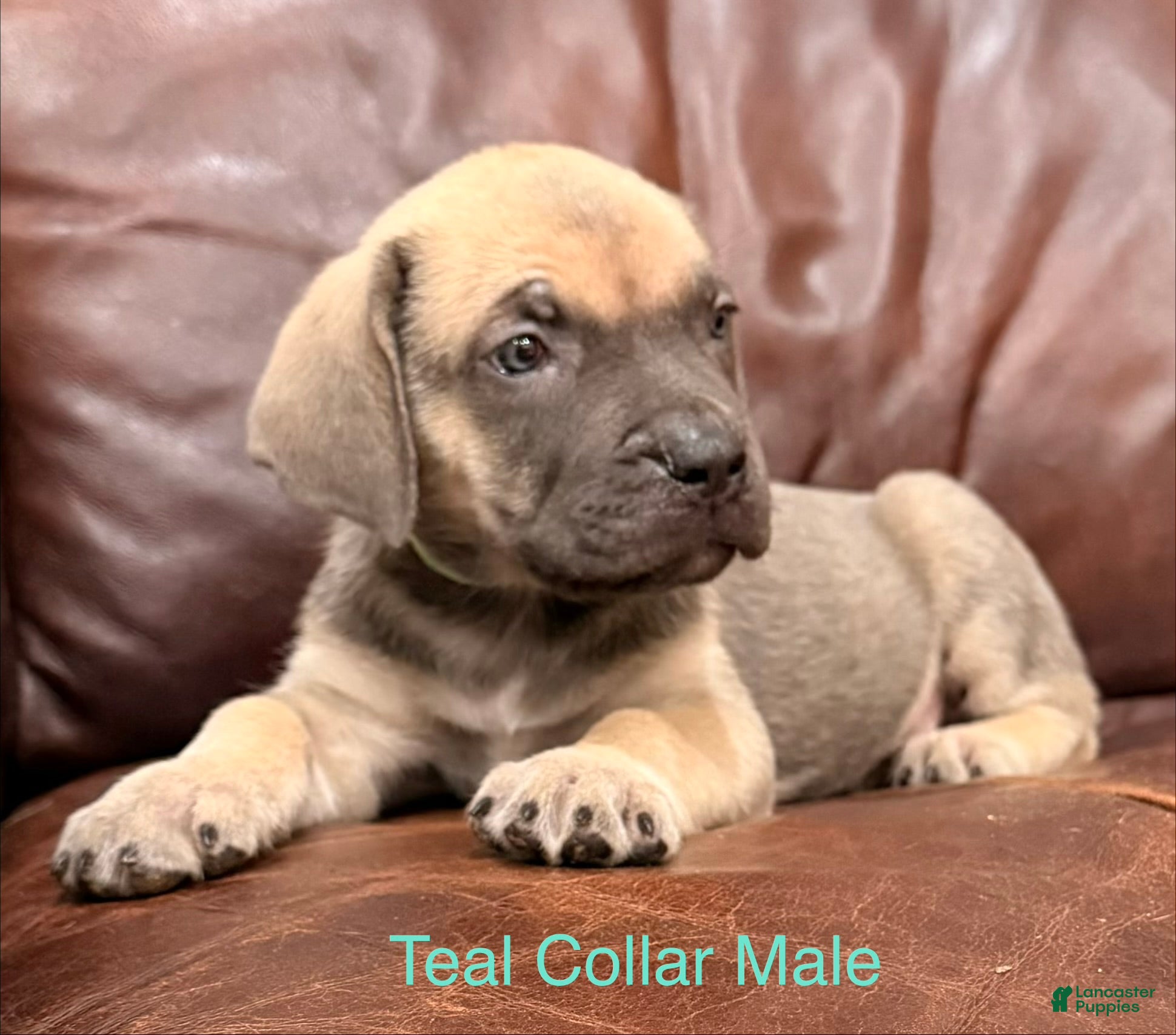 Cane Corso dogs Cane Corso Puppy Teal Collar M - Ad 2