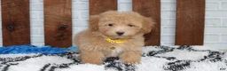 Bichpoo dogs for sale: Rowan - Ad 8