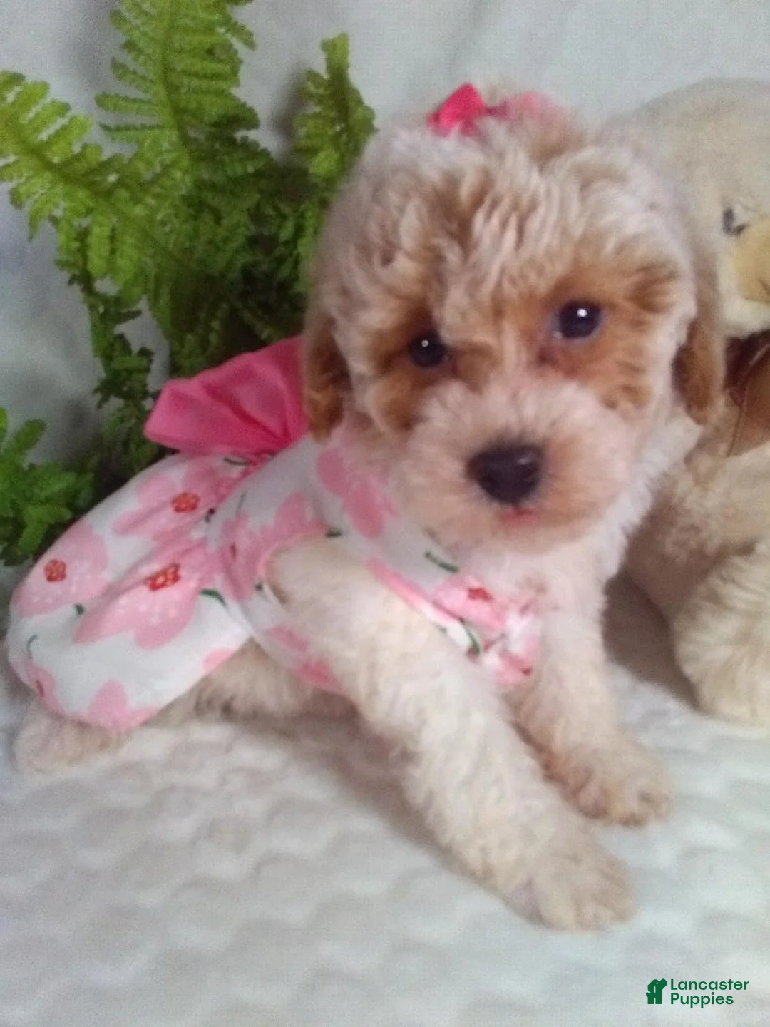 Bichpoo dogs for sale: Jackie  - Ad 2