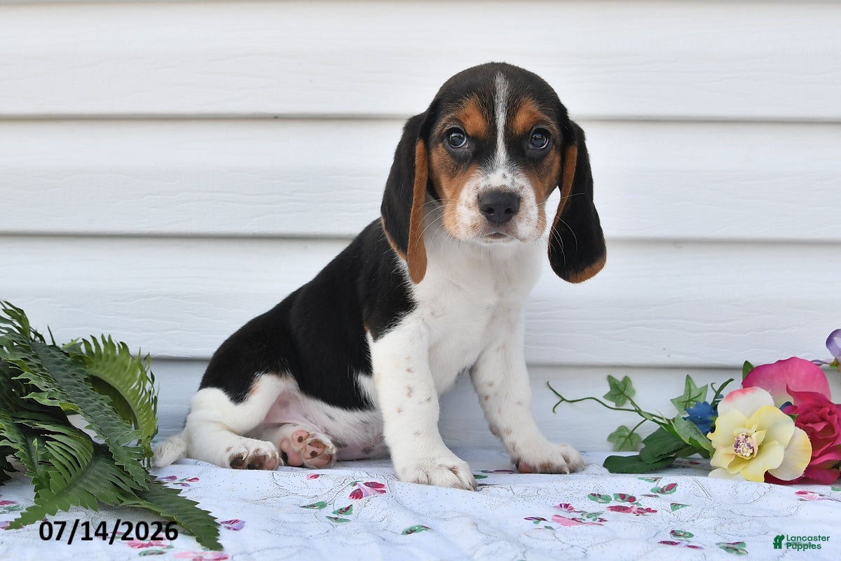 Beagle dogs Taco - Ad 1