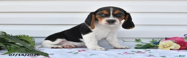 Taco