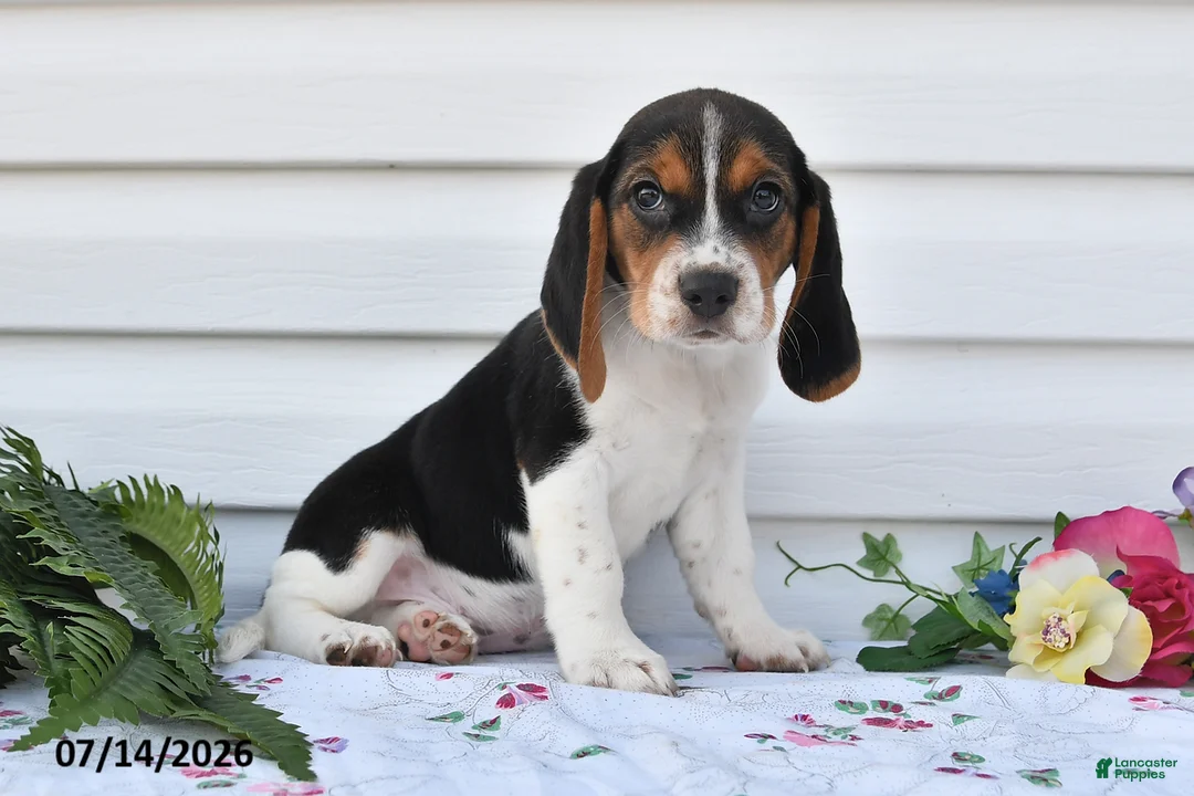 Beagle dogs for sale: Taco - Ad 1