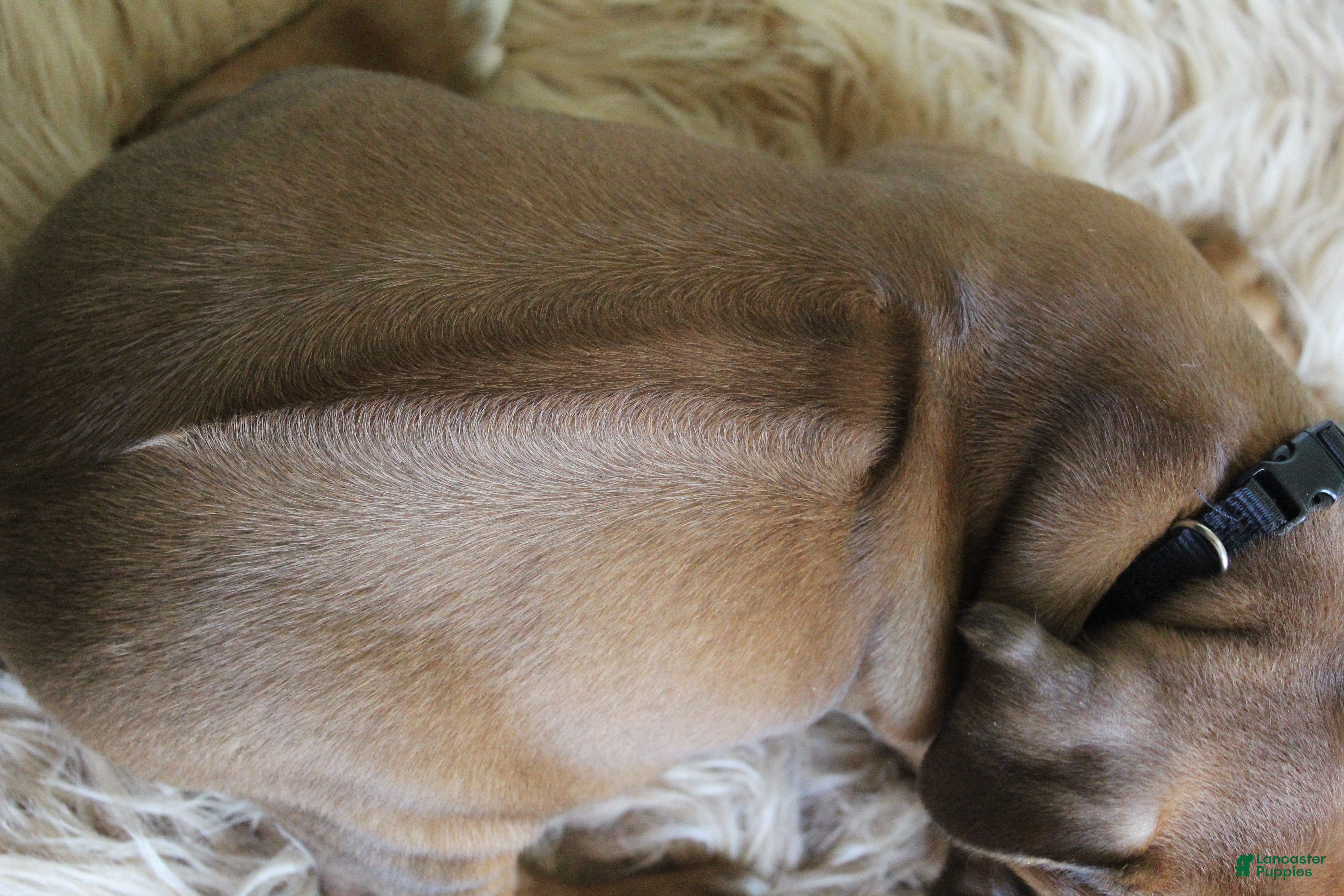 Rhodesian Ridgeback dogs Rex - Ad 2