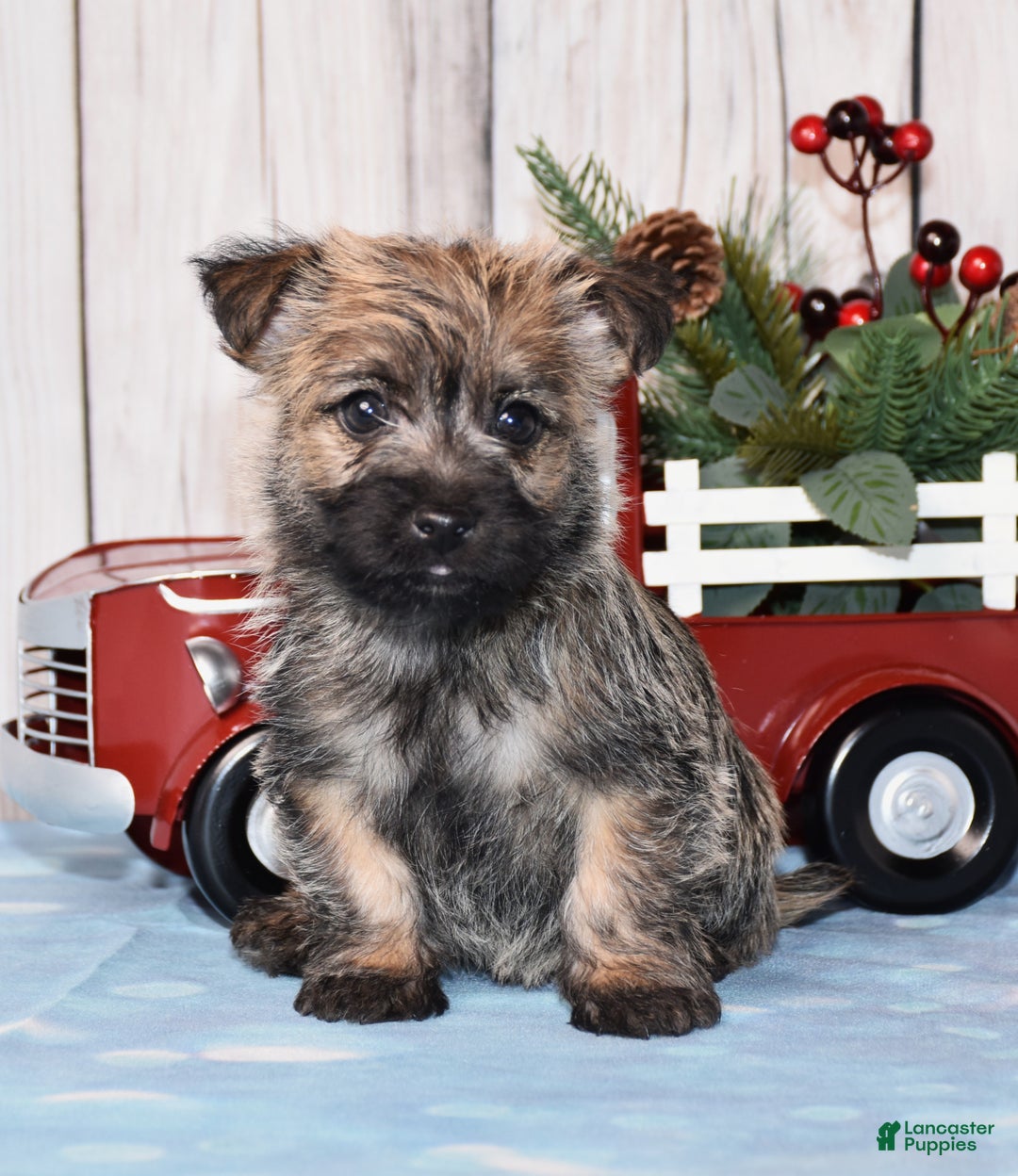 Cairn Terrier dogs for sale: Jax - Ad 1
