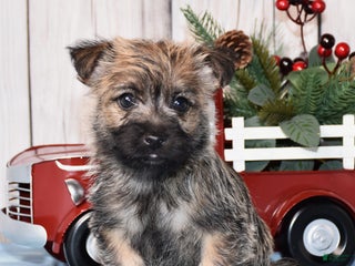 Cairn Terrier dogs Jax - Ad 2