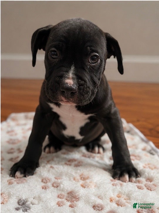 American Pit Bull Terrier dogs American Pit Bull Terrier 5 - Ad 2