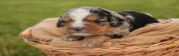 Mini Bernedoodle dogs for sale: Misha Mini Bernedoodle  - Ad 5