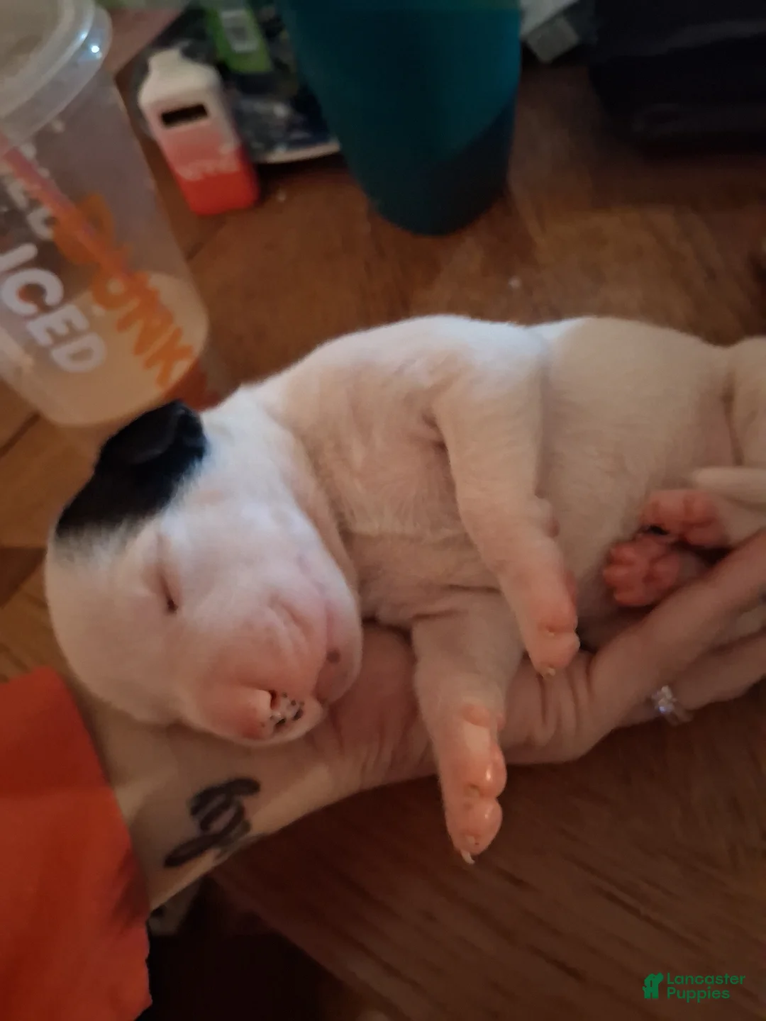 Mixed Breed dogs for sale: Mixed Breed Puppy 4 - Ad 4