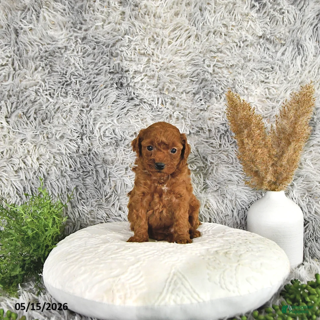Toy Poodle dogs for sale: Jacoby - Ad 1