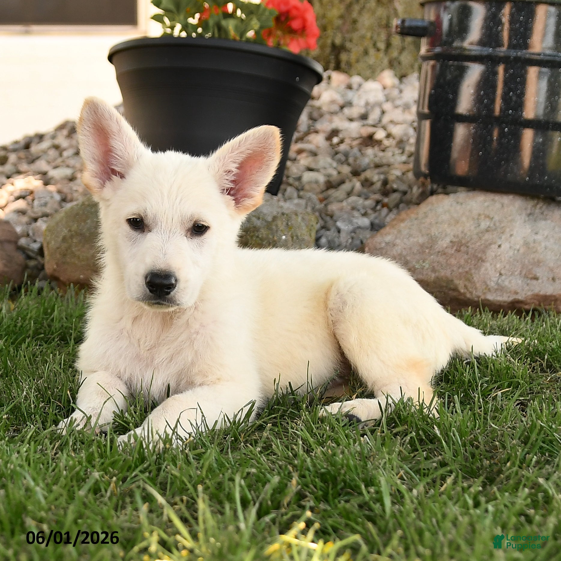 German Shepherd dogs Fritz - Ad 2
