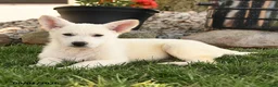 German Shepherd dogs for sale: Fritz - Ad 3