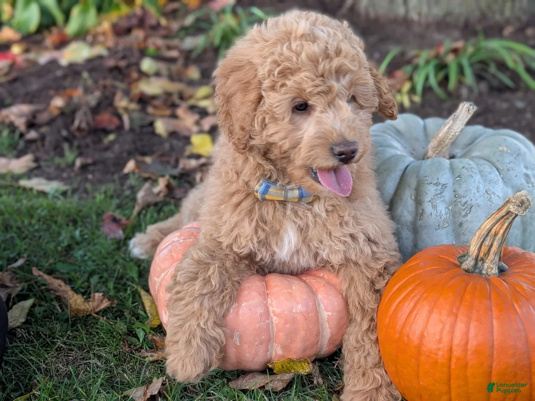 Mini Goldendoodle dogs for sale: Buster - Ad 1