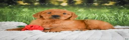 Golden Retriever dogs for sale: Sugar - Ad 1