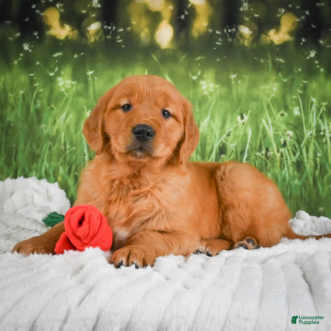 Golden Retriever dogs for sale: Sugar - Ad 1