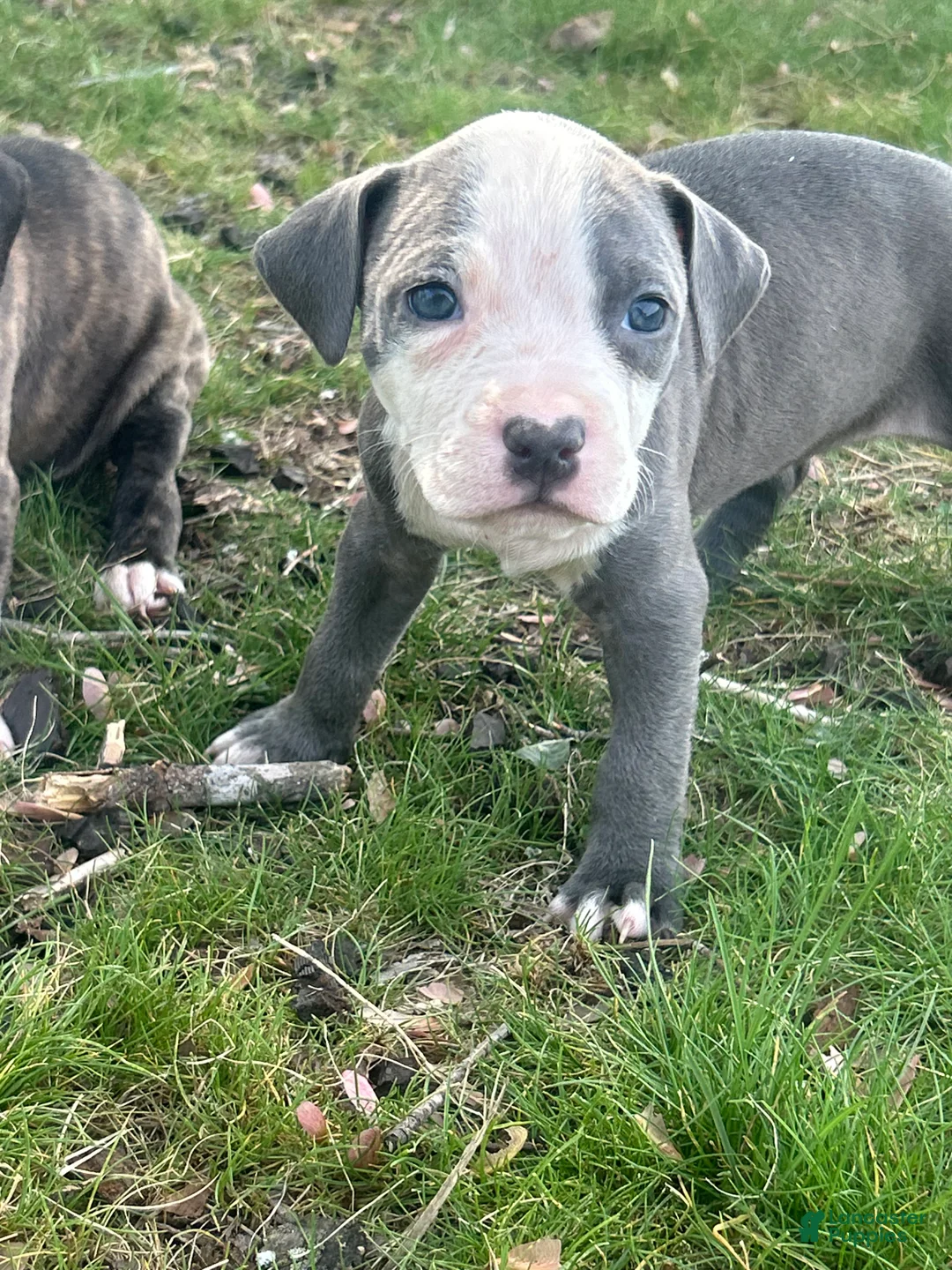 American Bully dogs for sale: American Bully Puppy 6 - Ad 2