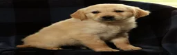 Golden Retriever dogs for sale: Sarge - Ad 7