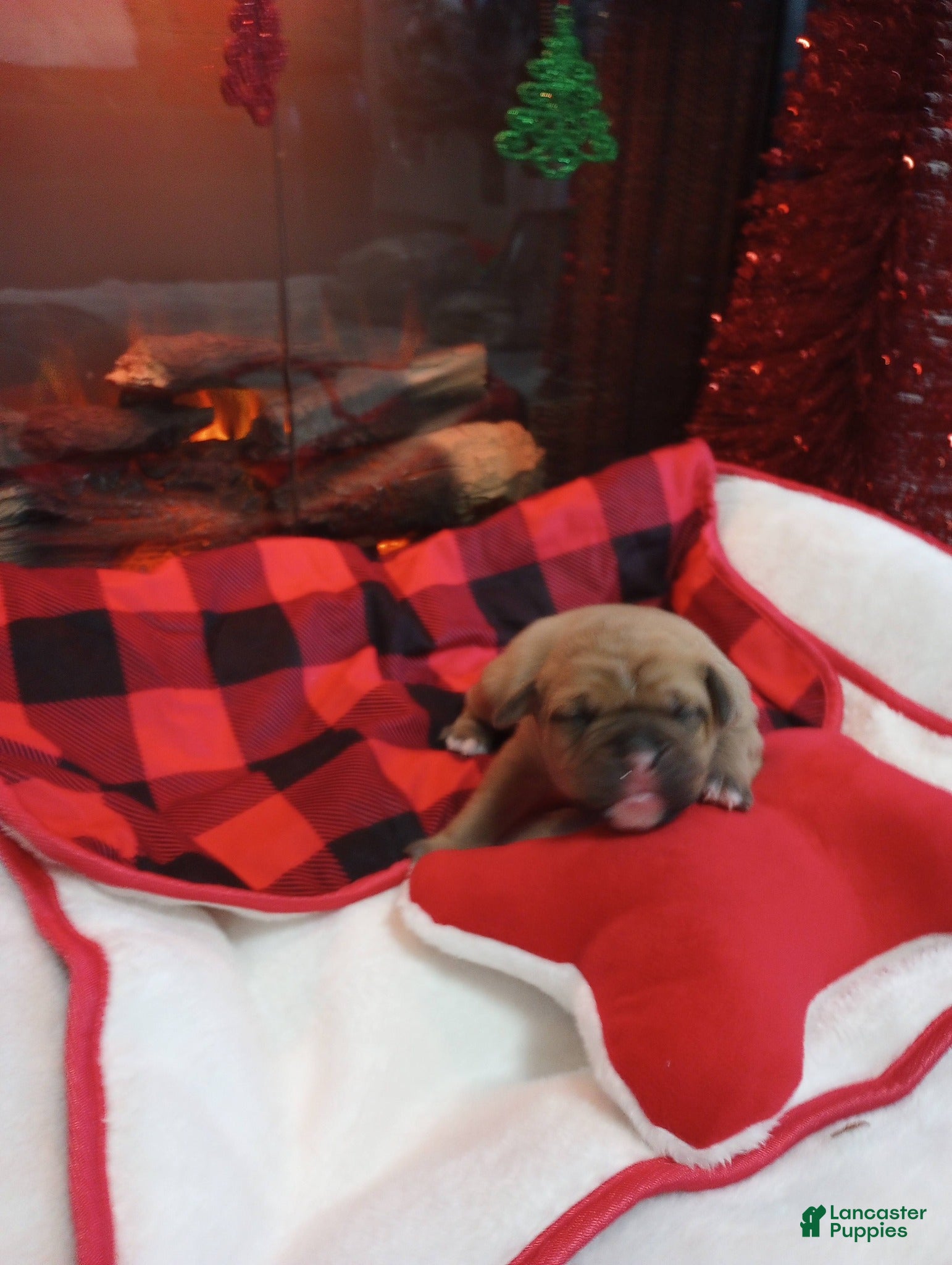 Olde English Bulldogge dogs Olde English Bulldogge Puppy 2 - Ad 11