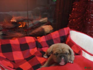 Olde English Bulldogge dogs Olde English Bulldogge Puppy 2 - Ad 12