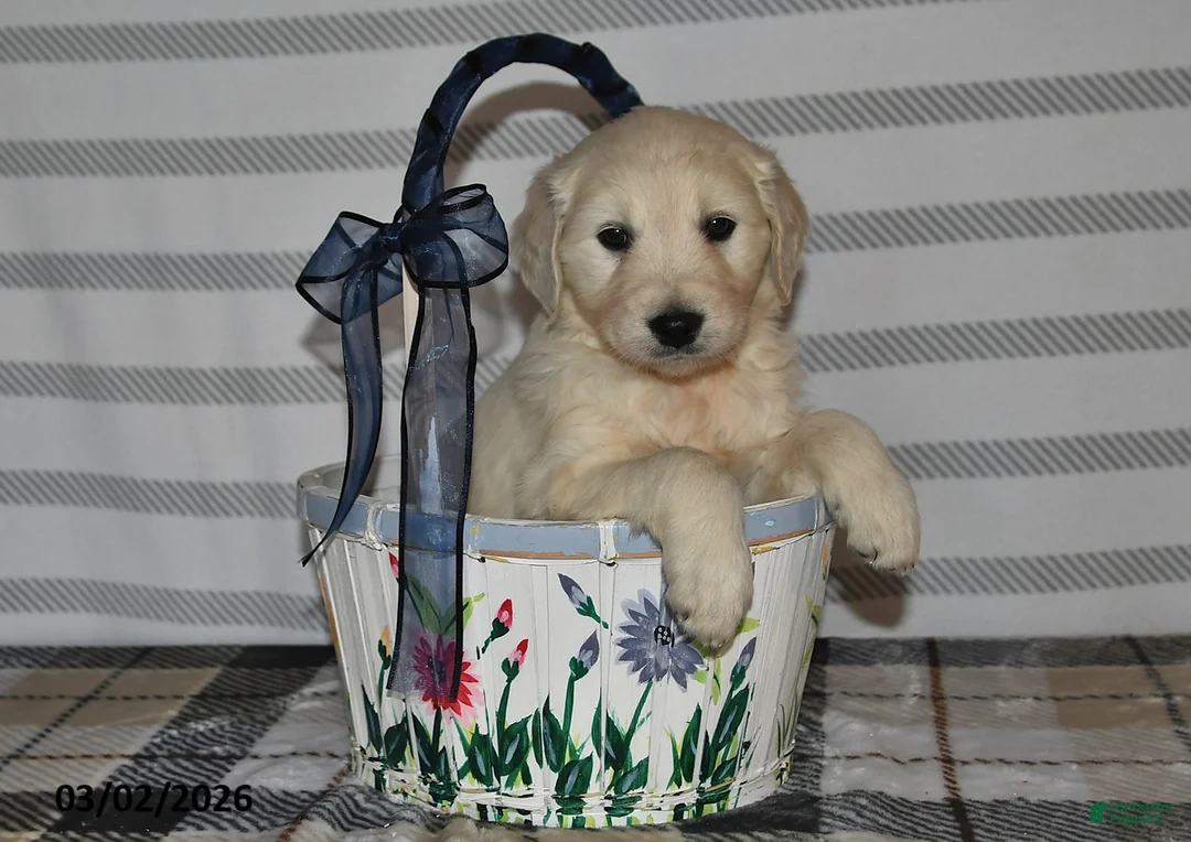 Golden Retriever dogs for sale: Chief - Ad 1