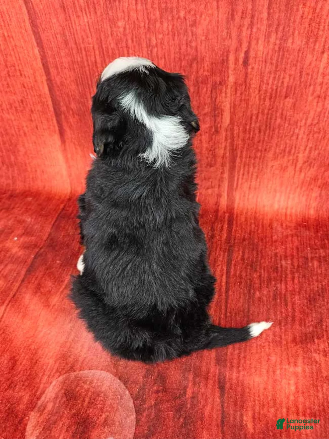 Mini Bernedoodle dogs for sale: Bindi - Ad 4