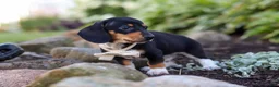 Miniature Dachshund dogs for sale: Duke - Ad 6