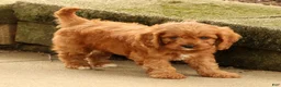 Cavapoo dogs for sale: Jody - Ad 7