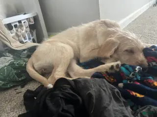 Mixed Breed dogs for sale: AJ - Ad 2