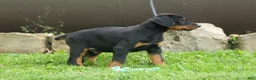 Doberman Pinscher dogs for sale:  Diesel (Black Rust)🐶🤎✨ - Ad 4