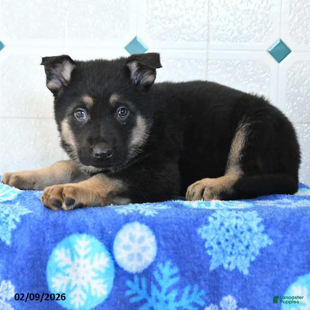 German Shepherd dogs for sale: Uriah - Ad 3