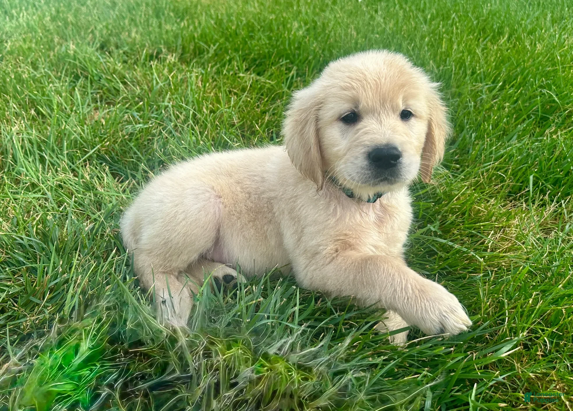 Golden Retriever dogs Bella - Ad 2