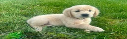 Golden Retriever dogs for sale: Bella - Ad 2