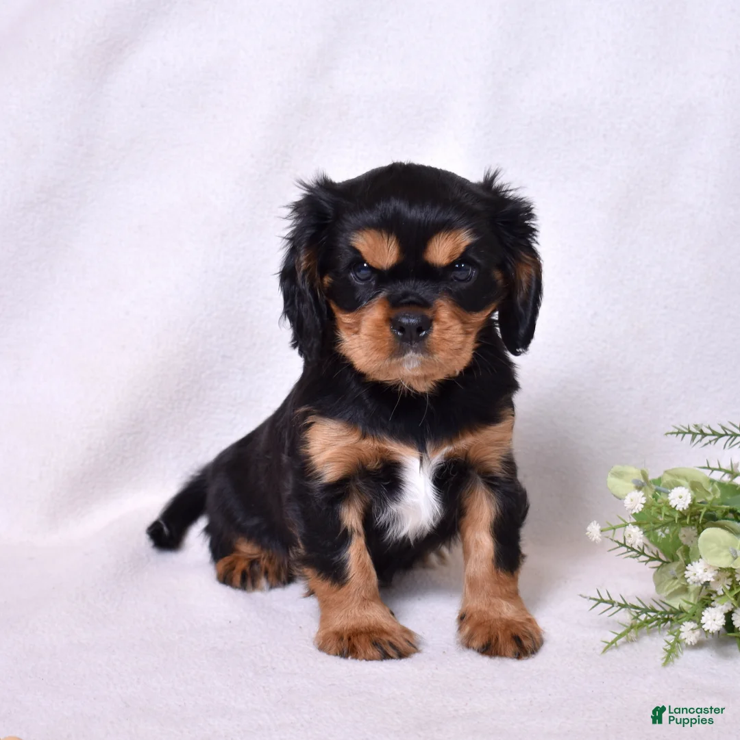 Cavalier King Charles Spaniel dogs for sale: Gizmo | Genetically Screened  - Ad 6