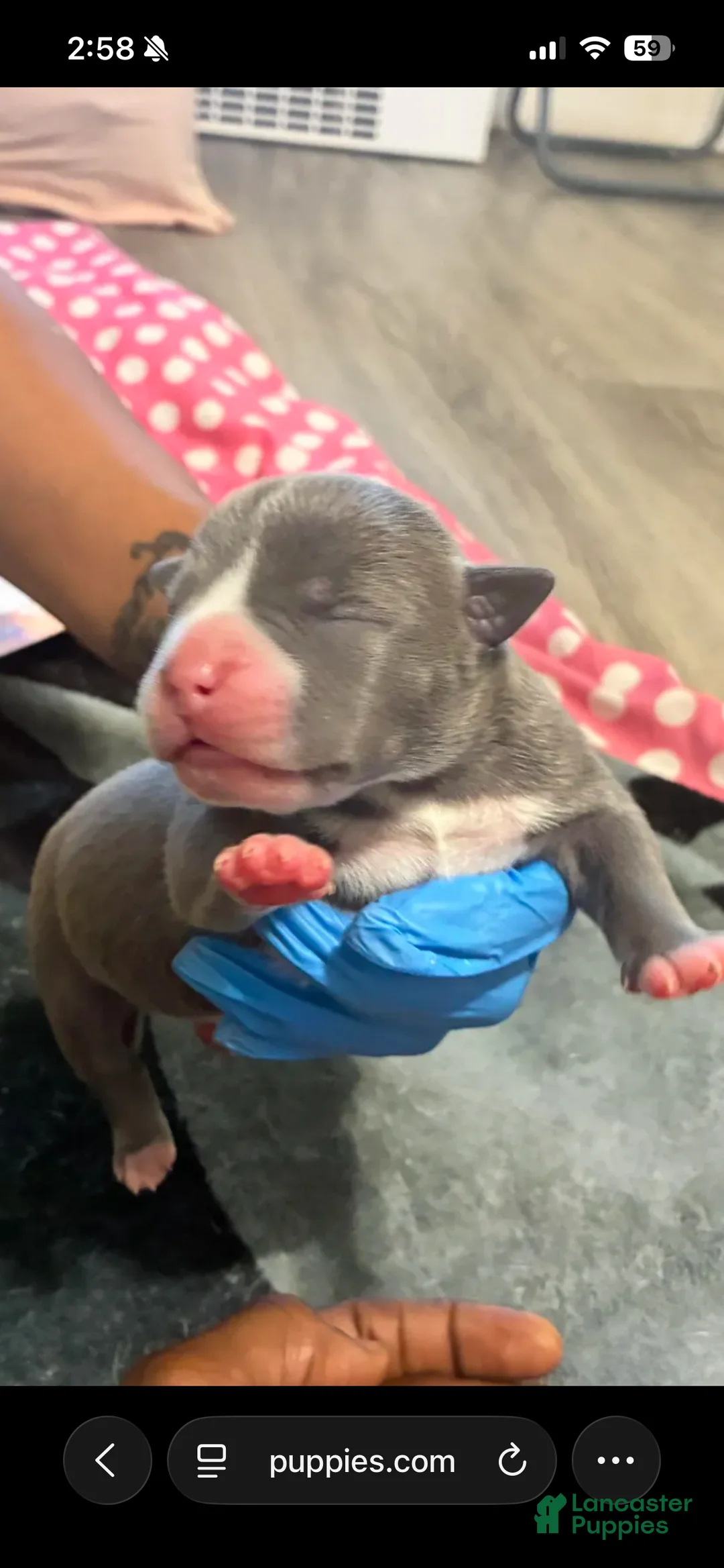 American Bully dogs for sale: American Bully Puppy 3 - Ad 1