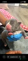 American Bully Puppy 3