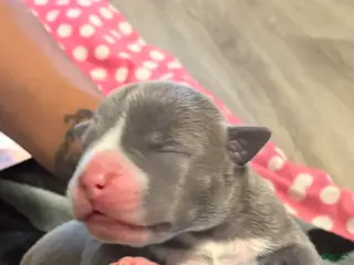 American Bully dogs American Bully Puppy 3 - Ad 38