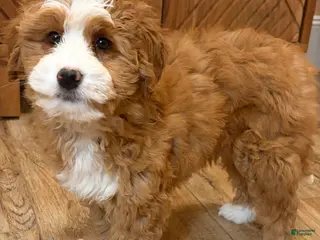 Mini Bernedoodle dogs 💛 IN BOSTON MASSACHUSETTS AREA 💛 RED AND WHITE ABSTRACT GIRL 💛 MINI BERNEDOODLE 💛 - Ad 14