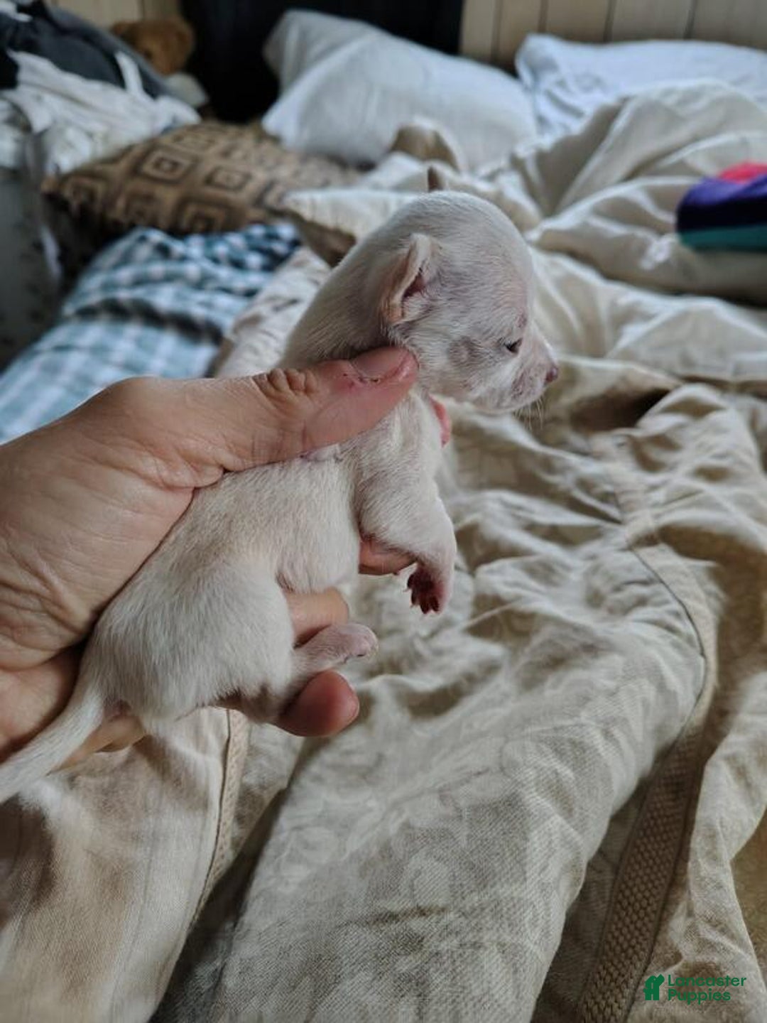 Chihuahua dogs for sale: Chihuahua Puppy 1 - Ad 4