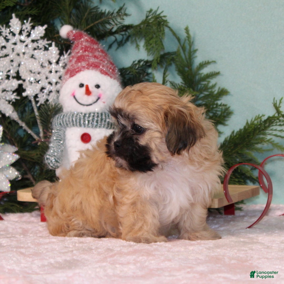 Teddy Bear dogs for sale: Koko - Ad 3