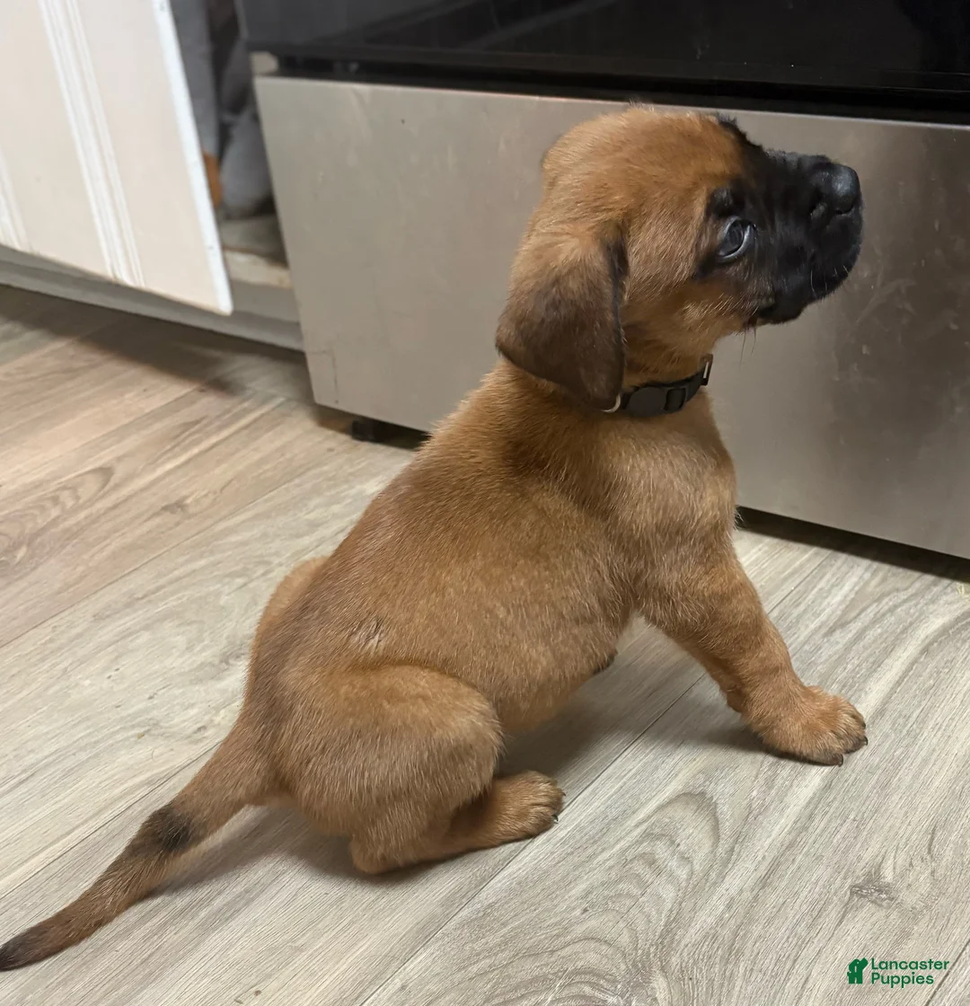 Mixed Breed dogs for sale: Black - Ad 2